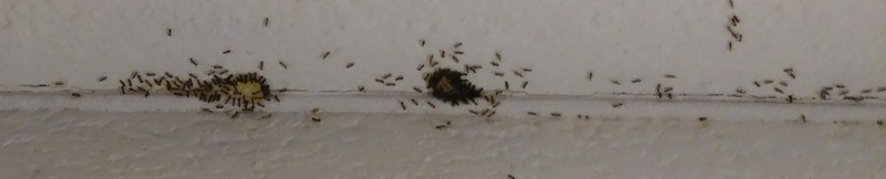 Combat Indoor and Outdoor Ant Killing Gel Reviews