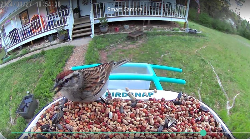 birdsnap TUC- Smart Bird Feeder Reviews